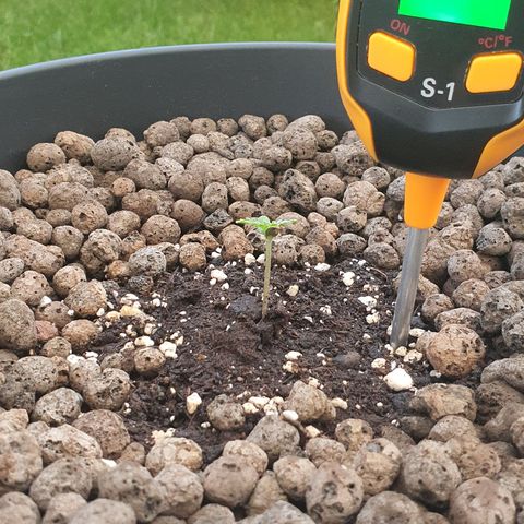 RQS Apple Fritter Automatic growlog timeline photo