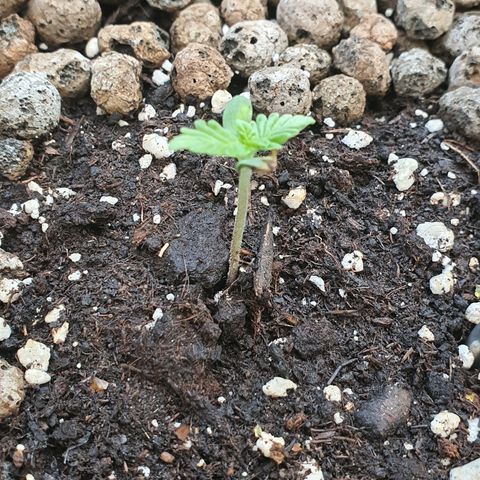 RQS Apple Fritter Automatic growlog timeline photo