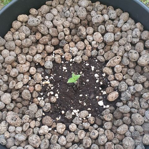 RQS Apple Fritter Automatic growlog timeline photo