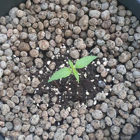 RQS Wedding Cake Automatic growlog timeline photo