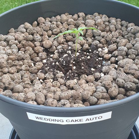 RQS Wedding Cake Automatic growlog timeline photo