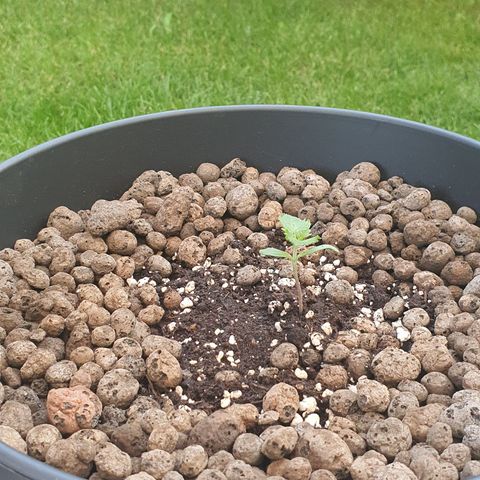 RQS Wedding Cake growlog timeline photo
