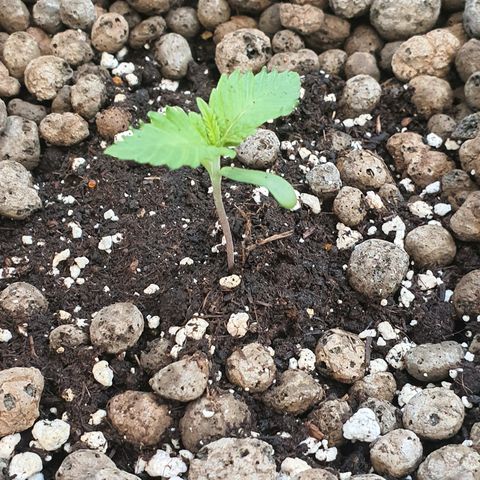 RQS Wedding Cake growlog timeline photo
