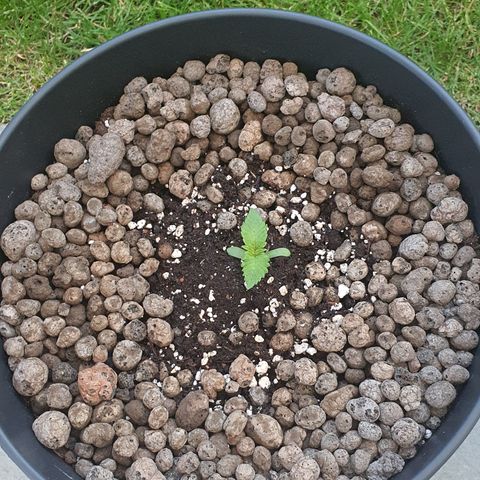 RQS Wedding Cake growlog timeline photo