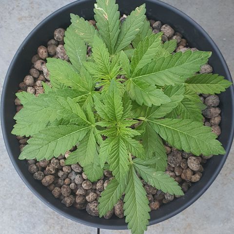 RQS Critical growlog timeline photo
