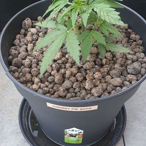 RQS Cherry Pie Automatic  growlog timeline photo
