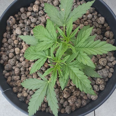 RQS Cherry Pie Automatic  growlog timeline photo
