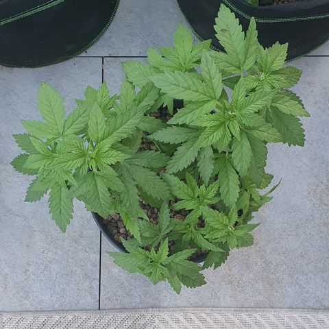 K Special 2 growlog timeline photo