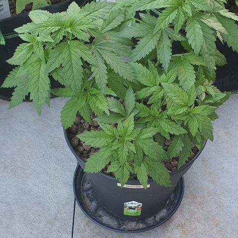K Special 2 growlog timeline photo