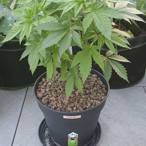 K Special 1 growlog timeline photo