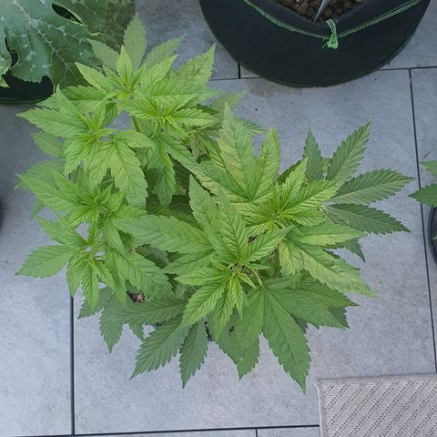 K Special 1 growlog timeline photo