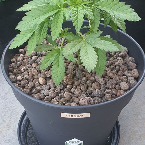 RQS Critical growlog timeline photo