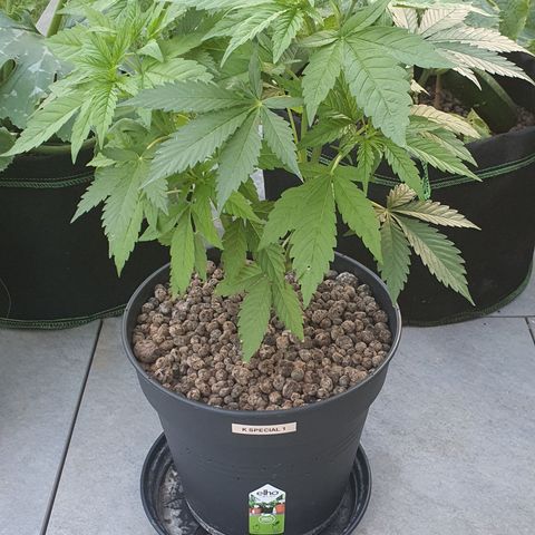 K Special 1 growlog in Outdoor
