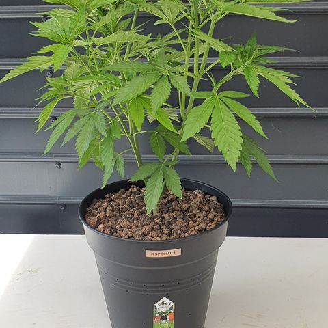 K Special 1 growlog photo: Before and After Light Trim