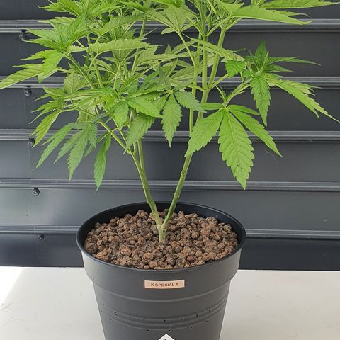 K Special 1 growlog photo: Before and After Light Trim