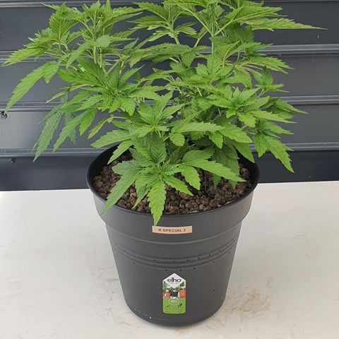 K Special 2 growlog photo: Before and After Light Trim