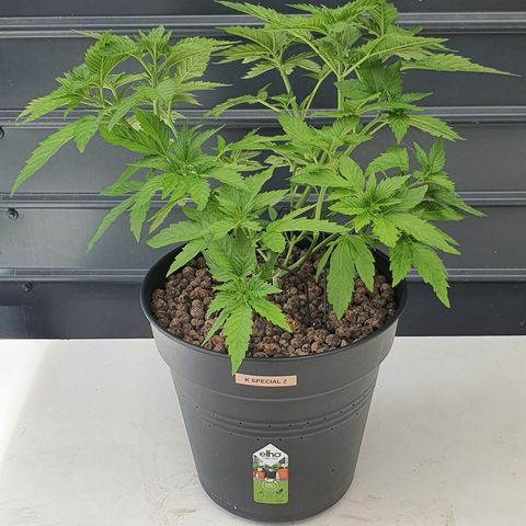 K Special 2 growlog timeline photo