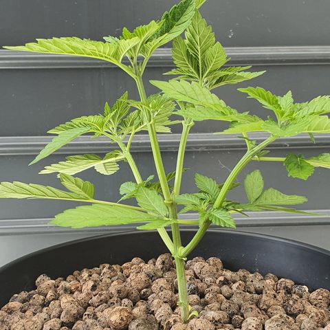 RQS Critical growlog timeline photo