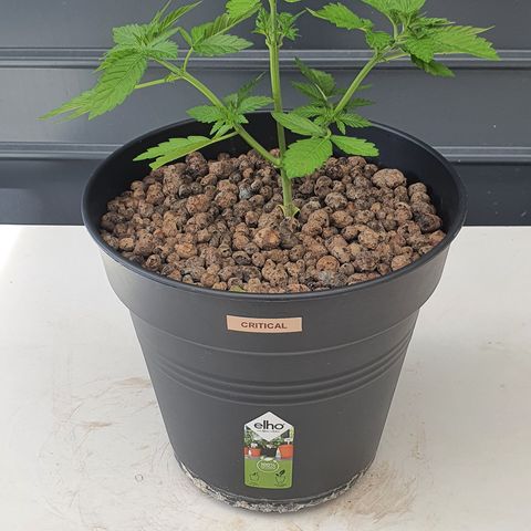 RQS Critical growlog timeline photo