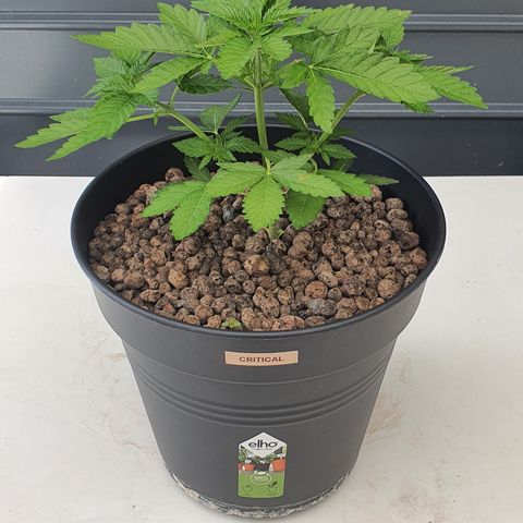 RQS Critical growlog photo: Before and After Light Trim