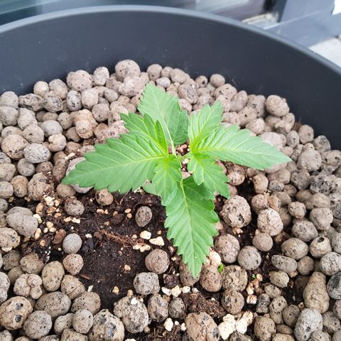 RQS Wedding Cake growlog timeline photo