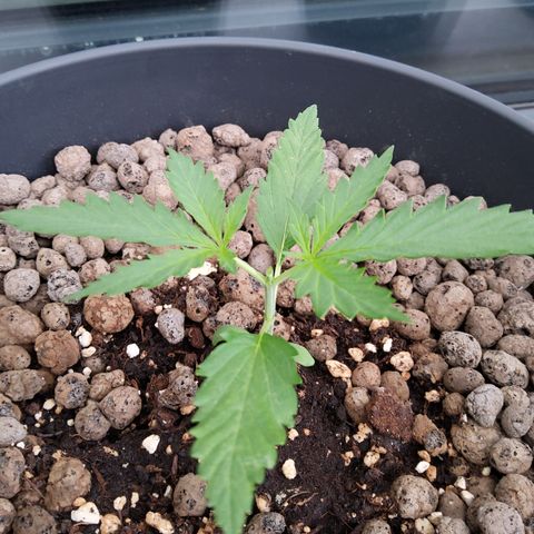 RQS Wedding Cake Automatic growlog timeline photo
