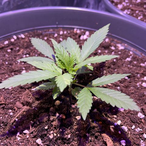 Special Queen #1 growlog timeline photo