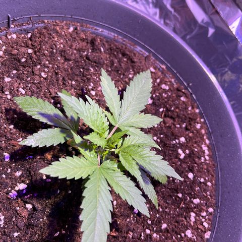 Special Queen #1 growlog timeline photo