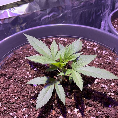 Special Queen #1 growlog timeline photo