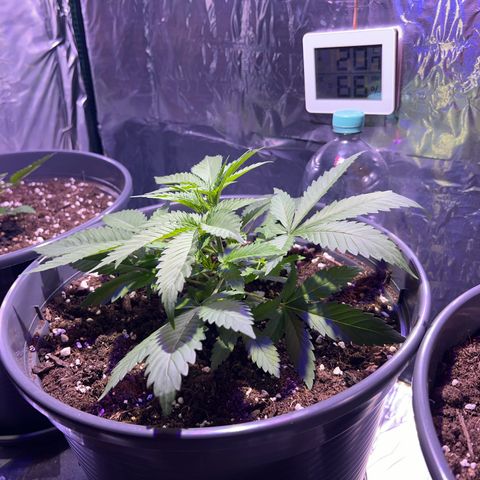 Special Queen #1 growlog timeline photo