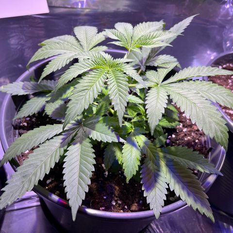 Special Queen #1 growlog photo: getopped