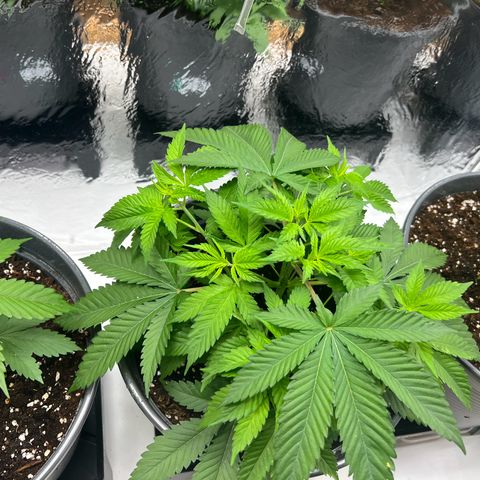 Special Queen #1 growlog timeline photo