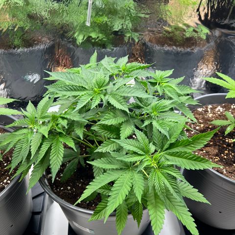 Special Queen #1 growlog timeline photo
