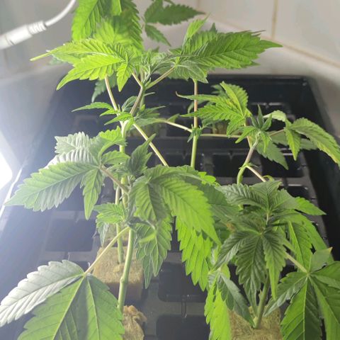 FRANCO LEMON KUSH CLONE growlog timeline photo