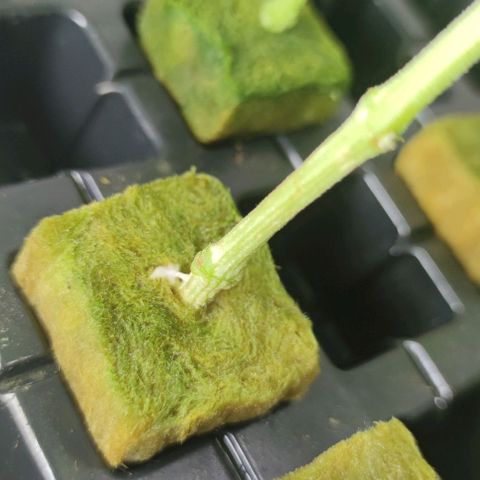 FRANCO LEMON KUSH CLONE growlog timeline photo