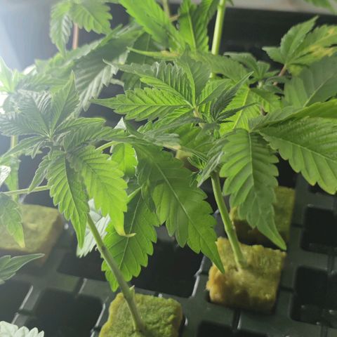 FRANCO LEMON KUSH CLONE growlog timeline photo