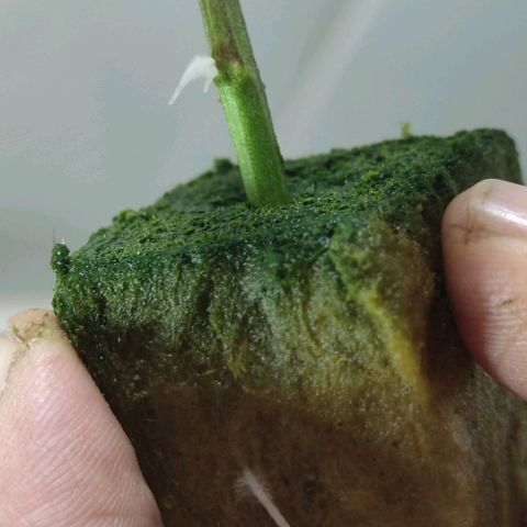 FRANCO LEMON KUSH CLONE growlog timeline photo