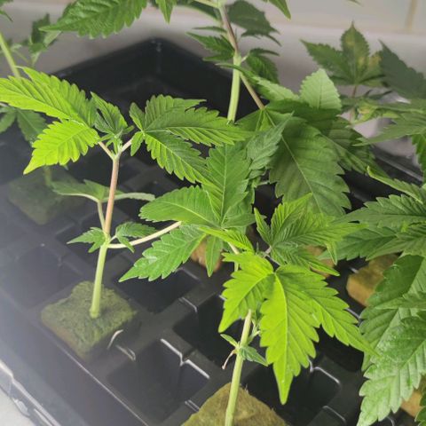FRANCO LEMON KUSH CLONE growlog timeline photo