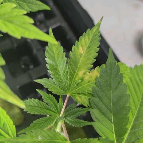 FRANCO LEMON KUSH CLONE growlog timeline photo