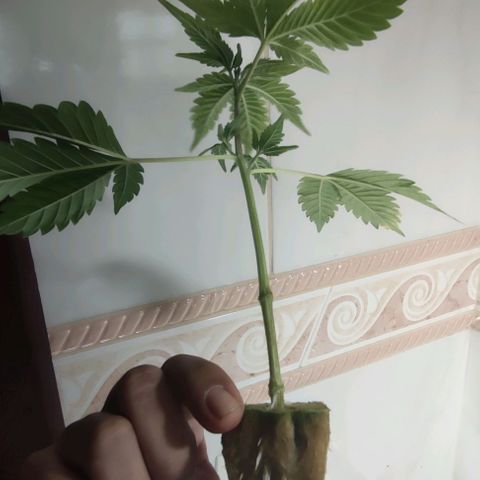 FRANCO LEMON KUSH CLONE growlog timeline photo