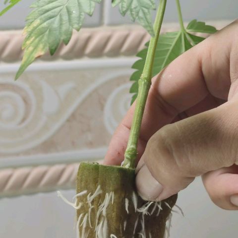 FRANCO LEMON KUSH CLONE growlog timeline photo