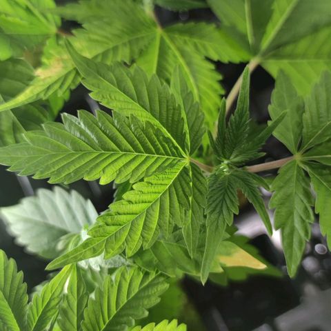FRANCO LEMON KUSH CLONE growlog timeline photo