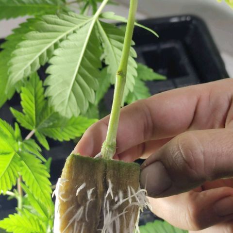 FRANCO LEMON KUSH CLONE growlog timeline photo