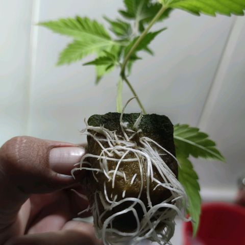 FRANCO LEMON KUSH CLONE growlog timeline photo