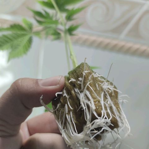 FRANCO LEMON KUSH CLONE growlog timeline photo
