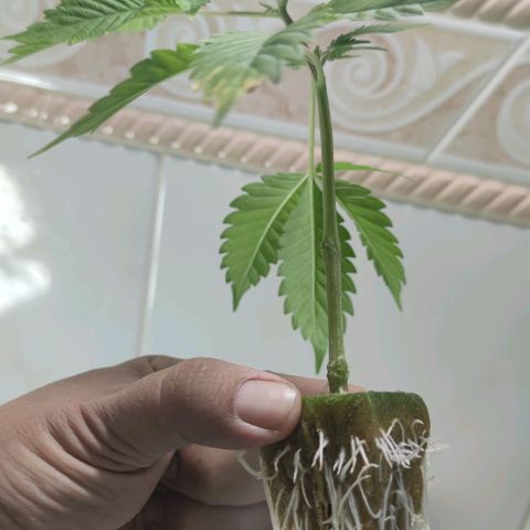 FRANCO LEMON KUSH CLONE growlog timeline photo