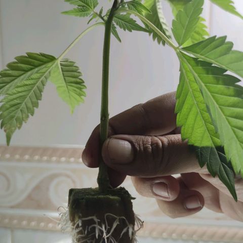 FRANCO LEMON KUSH CLONE growlog timeline photo