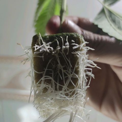 FRANCO LEMON KUSH CLONE growlog timeline photo