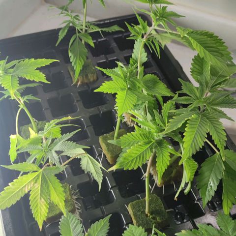 FRANCO LEMON KUSH CLONE growlog timeline photo