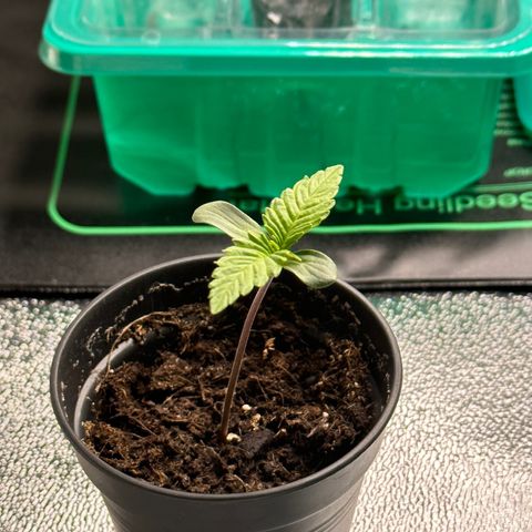 Purple Lemonade FF growlog photo: ♥️♥️